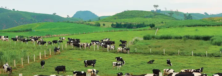 Trang Trại Bò Sữa Mộc Châu: Khám Phá Dairy Farm & Trải Nghiệm Trang Trại Bò Sữa Mộc Châu: Khám Phá Dairy Farm & Trải Nghiệm
