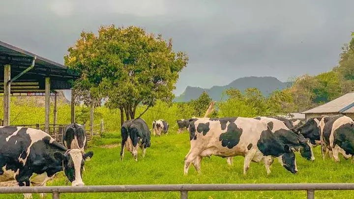 Trang Trại Bò Sữa Mộc Châu: Khám Phá Dairy Farm & Trải Nghiệm Trang Trại Bò Sữa Mộc Châu: Khám Phá Dairy Farm & Trải Nghiệm