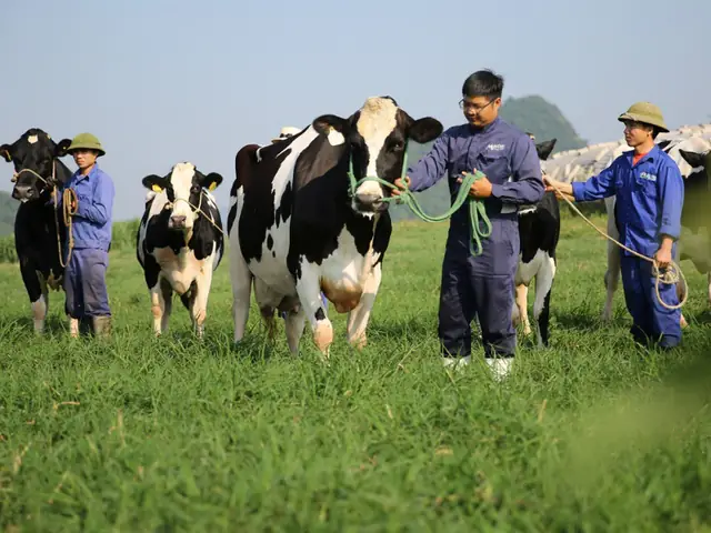 Trang Trại Bò Sữa Mộc Châu: Khám Phá Dairy Farm & Trải Nghiệm
