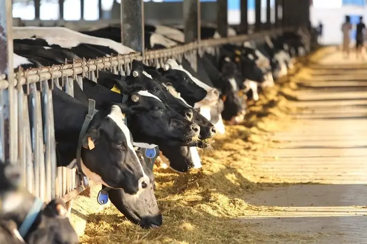 Trang Trại Bò Sữa Mộc Châu: Khám Phá Dairy Farm & Trải Nghiệm Trang Trại Bò Sữa Mộc Châu: Khám Phá Dairy Farm & Trải Nghiệm