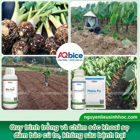 Hướng Dẫn Trồng Khoai Sọ Vào Tháng Mấy Để Năng Suất Cao Hướng Dẫn Trồng Khoai Sọ Vào Tháng Mấy Để Năng Suất Cao