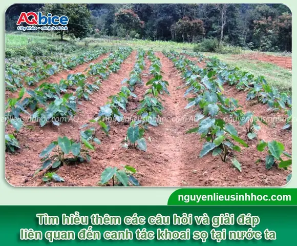 Hướng Dẫn Trồng Khoai Sọ Vào Tháng Mấy Để Năng Suất Cao