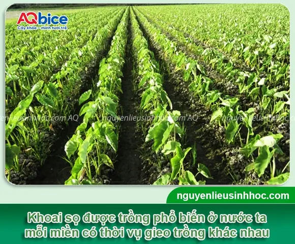 Hướng Dẫn Trồng Khoai Sọ Vào Tháng Mấy Để Năng Suất Cao Hướng Dẫn Trồng Khoai Sọ Vào Tháng Mấy Để Năng Suất Cao