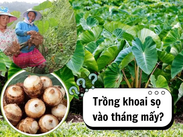 Hướng Dẫn Trồng Khoai Sọ Vào Tháng Mấy Để Năng Suất Cao Hướng Dẫn Trồng Khoai Sọ Vào Tháng Mấy Để Năng Suất Cao