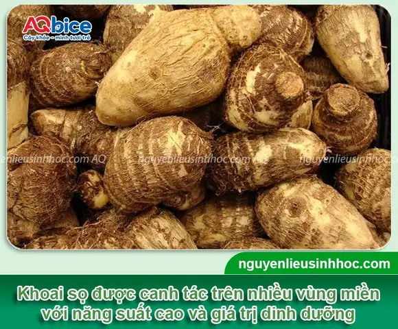 Hướng Dẫn Trồng Khoai Sọ Vào Tháng Mấy Để Năng Suất Cao Hướng Dẫn Trồng Khoai Sọ Vào Tháng Mấy Để Năng Suất Cao