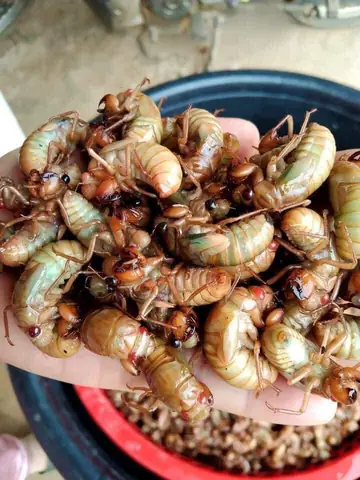 Bánh Ướt Làm Món Gì Ngon? 7 Công Thức Đơn Giản Tại Nhà