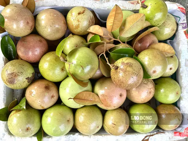 Vú Sữa Lò Rèn Vĩnh Kim: Đặc Sản Ngọt Ngào