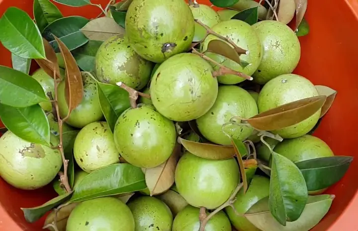 Vú Sữa Lò Rèn Vĩnh Kim: Đặc Sản Ngọt Ngào