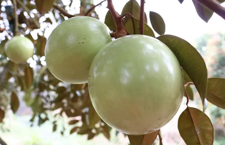 Đánh Giá Chi Tiết Vú Sữa Lò Rèn Vĩnh Kim: Trải Nghiệm Ẩm Thực Đặc Sản Đánh Giá Chi Tiết Vú Sữa Lò Rèn Vĩnh Kim: Trải Nghiệm Ẩm Thực Đặc Sản