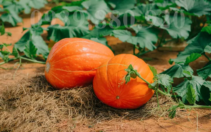 Vườn Bí Đỏ Khổng Lồ Đà Lạt: Điểm Đến Đáng Khám Phá Vườn Bí Đỏ Khổng Lồ Đà Lạt: Điểm Đến Đáng Khám Phá