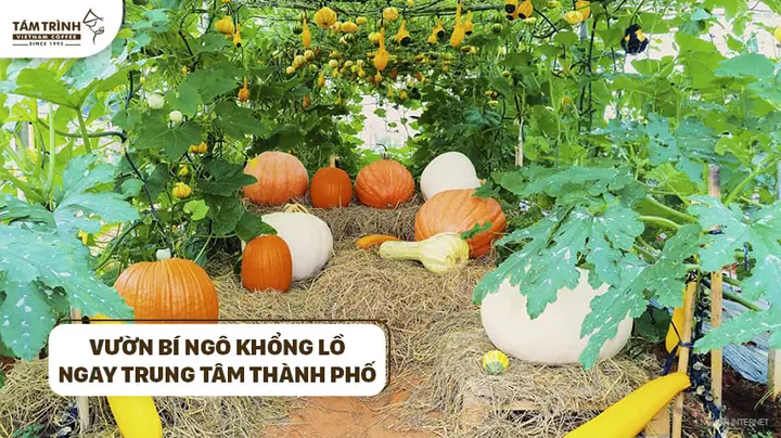 Vườn Bí Đỏ Khổng Lồ Đà Lạt: Điểm Đến Đáng Khám Phá Vườn Bí Đỏ Khổng Lồ Đà Lạt: Điểm Đến Đáng Khám Phá