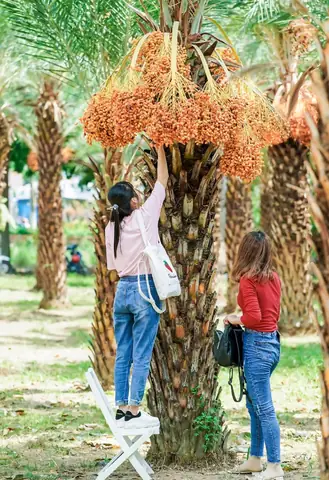 Vườn Chà Là Ở Đồng Tháp: Tổng Quan Về Lịch Sử, Quy Trình Trồng Và Tiềm Năng Phát Triển Vườn Chà Là Ở Đồng Tháp: Tổng Quan Về Lịch Sử, Quy Trình Trồng Và Tiềm Năng Phát Triển