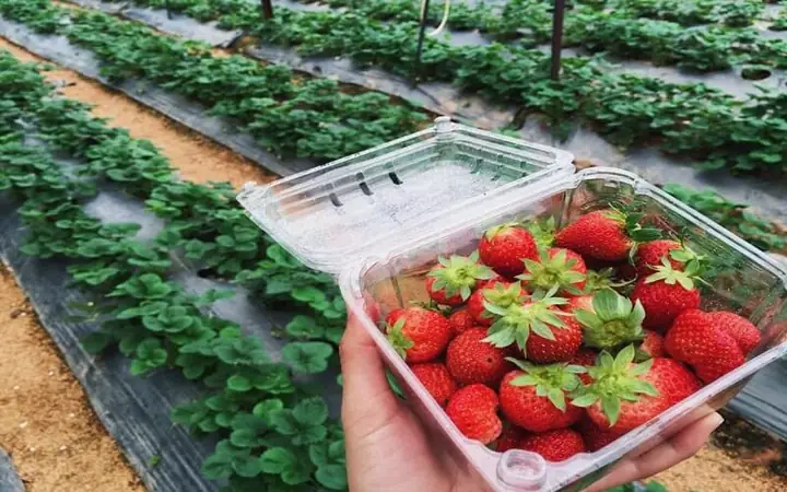 Khám Phá 10 Vườn Dâu Tây Đà Lạt Giá Rẻ Và Trải Nghiệm Ngọt Ngào Khám Phá 10 Vườn Dâu Tây Đà Lạt Giá Rẻ Và Trải Nghiệm Ngọt Ngào