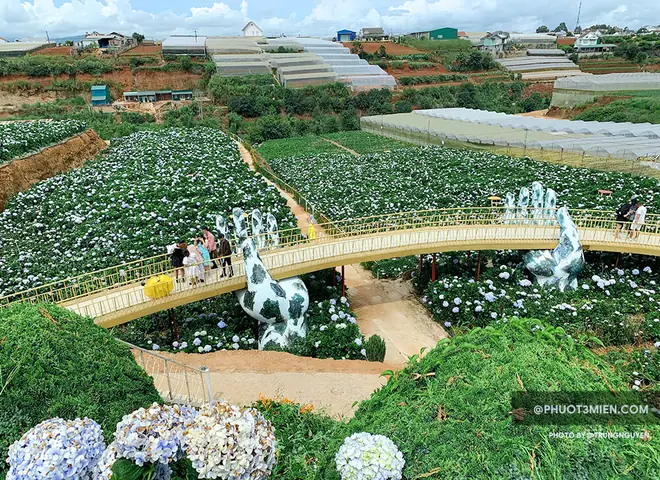 Khám Phá 7 Vườn Hoa Cẩm Tú Cầu Đẹp Nhất Đà Lạt Cho Du Khách