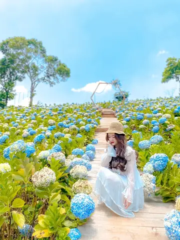 Khám Phá 20 Vườn Hoa Đà Lạt Đẹp Nhất Cho Fan Sống Ảo