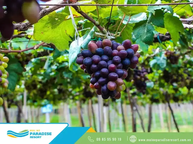 Khám Phá Vườn Nho Phan Thiết – Hướng Dẫn Du Lịch Chi Tiết