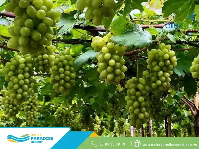 Khám Phá Vườn Nho Phan Thiết – Hướng Dẫn Du Lịch Chi Tiết
