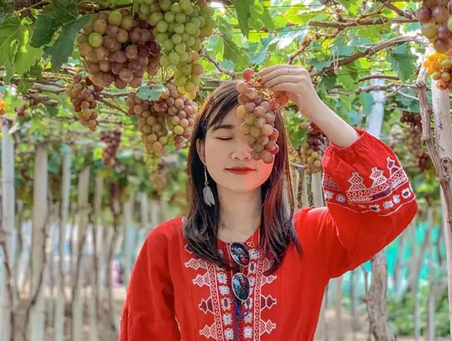 Khám Phá Vườn Nho Phan Thiết – Hướng Dẫn Du Lịch Chi Tiết