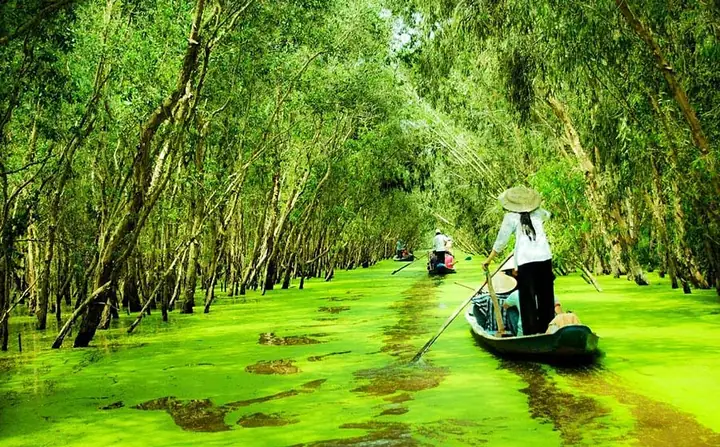 Khám Phá Vườn Quốc Gia U Minh Hạ: Cẩm Nang Trải Nghiệm Tổng Hợp