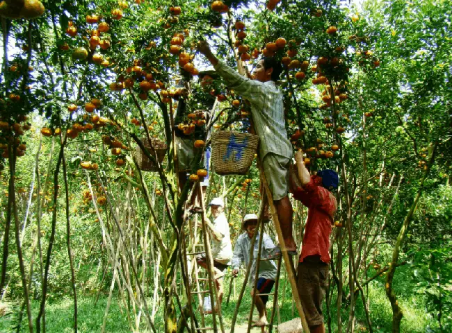 Khám Phá Vườn Trái Cây Cái Mơn – Hướng Dẫn Du Lịch