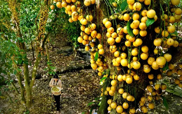 Vườn Trái Cây Chú Ba Cư Có Đáng Đến Không? Đánh Giá Trải Nghiệm Thực Tế
