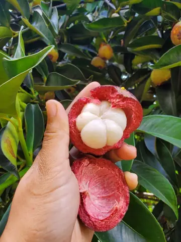 Vườn Trái Cây Chú Ba Cư Có Đáng Đến Không? Đánh Giá Trải Nghiệm Thực Tế