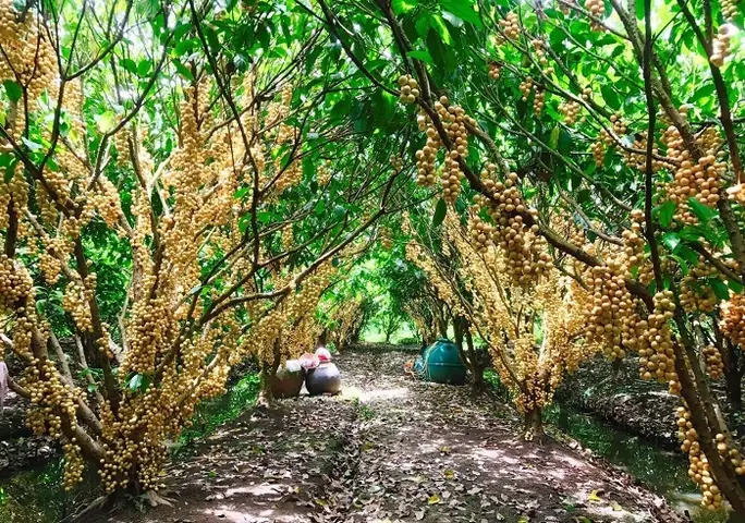 Vườn Trái Cây Chú Ba Cư Có Đáng Đến Không? Đánh Giá Trải Nghiệm Thực Tế