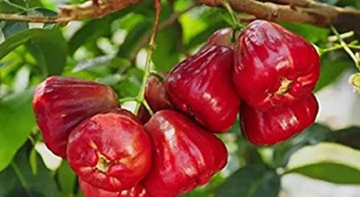 Review Chi Tiết Vườn Trái Cây Chú Mười Nheo: Trải Nghiệm Du Lịch Nông Nghiệp Đích Thực Ở Sóc Trăng