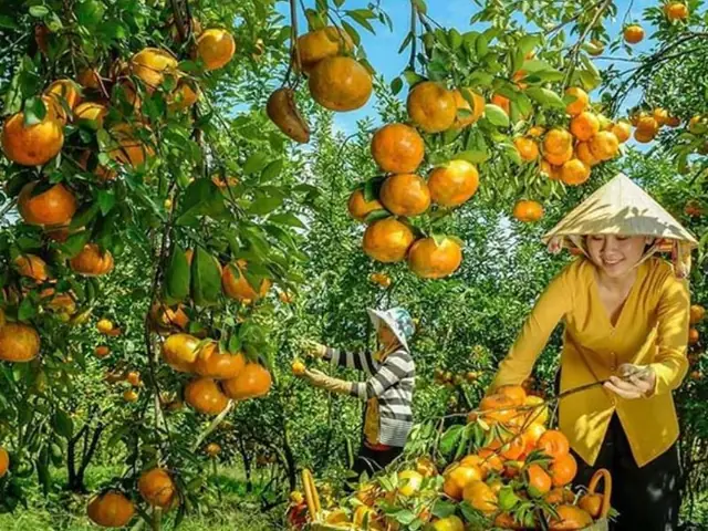 10+ Vườn Trái Cây Gần Sài Gòn Hái Ăn Thỏa Thích
