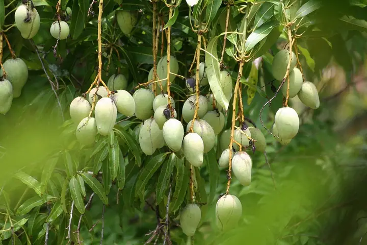 10+ Vườn Trái Cây Gần Sài Gòn Hái Ăn Thỏa Thích