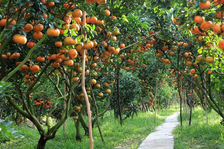 10+ Vườn Trái Cây Gần Sài Gòn Hái Ăn Thỏa Thích