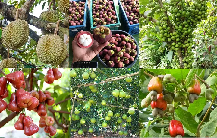 Khám Phá 15 Vườn Trái Cây Long Khánh Nổi Bật Cho Kỳ Nghỉ Trọn Ngày