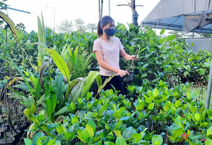 Đánh Giá Chi Tiết Vườn Ươm Cây Giống Út Chen: Điểm Đến Thực Tế Cho Người Yêu Cây Cảnh