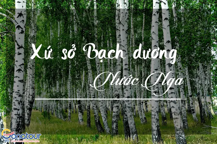 Khám Phá Lý Do Nga Được Gọi Là Xứ Sở Bạch Dương Khám Phá Lý Do Nga Được Gọi Là Xứ Sở Bạch Dương