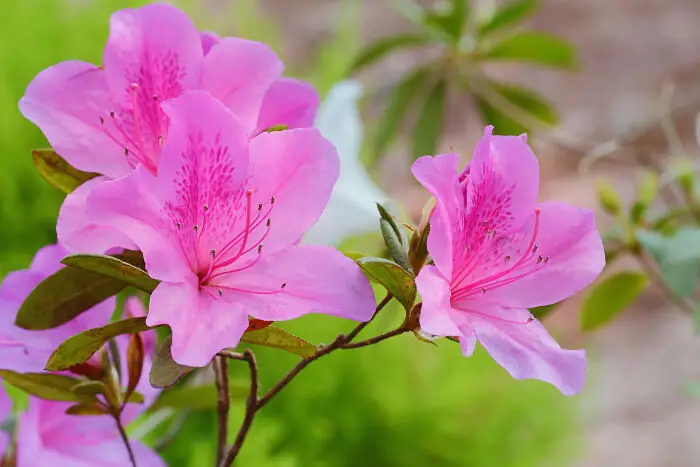 Ý Nghĩa, Công Dụng Và Cách Chăm Sóc Hoa Đỗ Quyên Trong Nhà