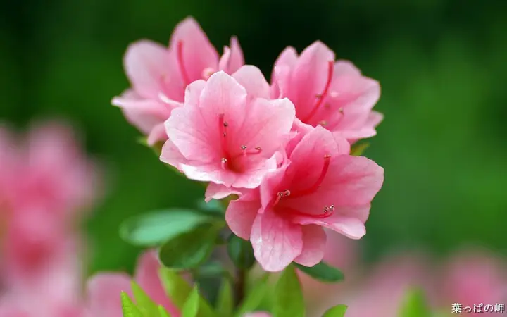 Ý Nghĩa, Công Dụng Và Cách Chăm Sóc Hoa Đỗ Quyên Trong Nhà Ý Nghĩa, Công Dụng Và Cách Chăm Sóc Hoa Đỗ Quyên Trong Nhà