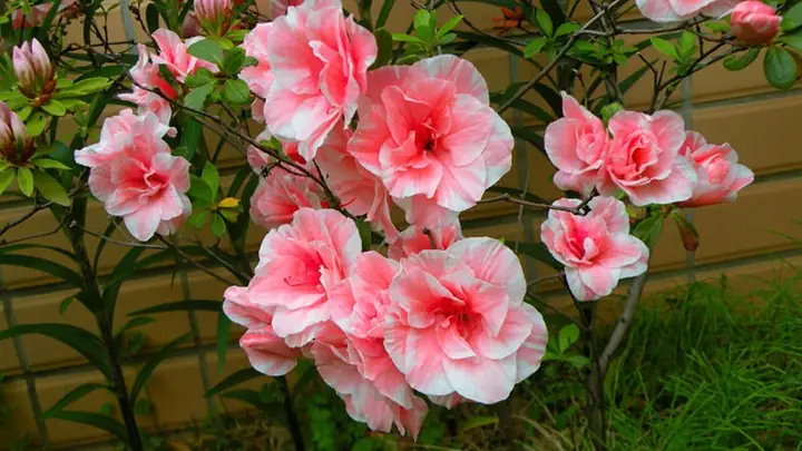 Ý Nghĩa, Công Dụng Và Cách Chăm Sóc Hoa Đỗ Quyên Trong Nhà Ý Nghĩa, Công Dụng Và Cách Chăm Sóc Hoa Đỗ Quyên Trong Nhà
