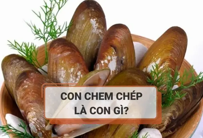 Chem Chép Là Gì Trên Facebook? Giải Thích Chi Tiết Và Cách Nhận Biết