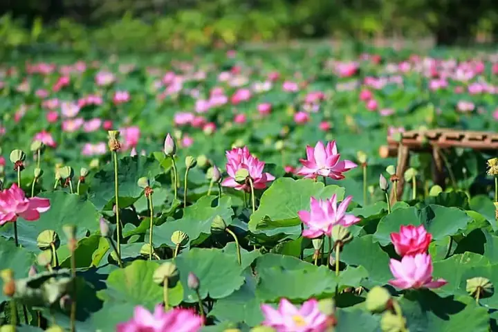 Khu Du Lịch Đồng Sen Tháp Mười – Hướng Dẫn Chi Tiết Cho Du Khách Khu Du Lịch Đồng Sen Tháp Mười – Hướng Dẫn Chi Tiết Cho Du Khách
