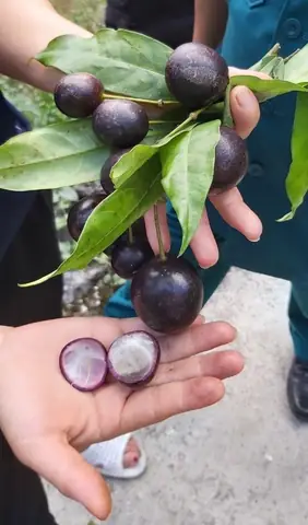 Quả Hồng Châu Là Quả Gì? Tìm Hiểu Đầy Đủ Về Nguồn Gốc, Đặc Điểm Và Công Dụng