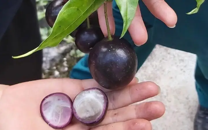 Quả Hồng Châu Là Quả Gì? Tìm Hiểu Đầy Đủ Về Nguồn Gốc, Đặc Điểm Và Công Dụng