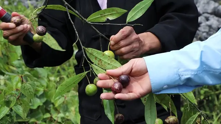 Quả Hồng Châu Là Quả Gì? Tìm Hiểu Đầy Đủ Về Nguồn Gốc, Đặc Điểm Và Công Dụng