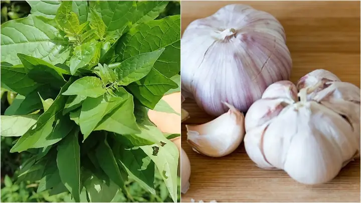Rau Tầm Bóp Nấu Món Gì: 7 Công Thức Ngon, Dễ Làm Cho Bữa Ăn Gia Đình Rau Tầm Bóp Nấu Món Gì: 7 Công Thức Ngon, Dễ Làm Cho Bữa Ăn Gia Đình