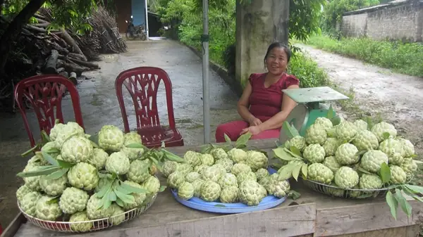 Thị Trấn Nông Trường Nghĩa Lộ: Tổng Quan Về Lịch Sử, Địa Lý Và Tiềm Năng Phát Triển