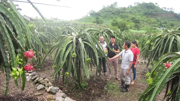 Thị Trấn Nông Trường Nghĩa Lộ: Tổng Quan Về Lịch Sử, Địa Lý Và Tiềm Năng Phát Triển Thị Trấn Nông Trường Nghĩa Lộ: Tổng Quan Về Lịch Sử, Địa Lý Và Tiềm Năng Phát Triển