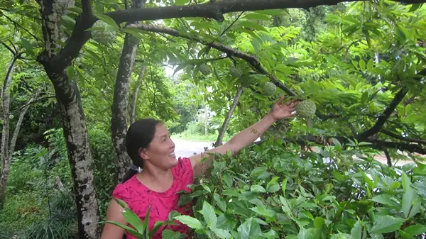 Thị Trấn Nông Trường Nghĩa Lộ: Tổng Quan Về Lịch Sử, Địa Lý Và Tiềm Năng Phát Triển Thị Trấn Nông Trường Nghĩa Lộ: Tổng Quan Về Lịch Sử, Địa Lý Và Tiềm Năng Phát Triển
