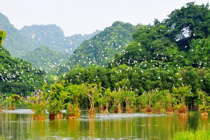 Vườn Chim Thượng Nham Ninh Bình – Hướng Dẫn Chi Tiết Khám Phá Thiên Đường Chim Hoang Dã Vườn Chim Thượng Nham Ninh Bình – Hướng Dẫn Chi Tiết Khám Phá Thiên Đường Chim Hoang Dã