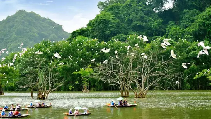Vườn Chim Thượng Nham Ninh Bình – Hướng Dẫn Chi Tiết Khám Phá Thiên Đường Chim Hoang Dã Vườn Chim Thượng Nham Ninh Bình – Hướng Dẫn Chi Tiết Khám Phá Thiên Đường Chim Hoang Dã