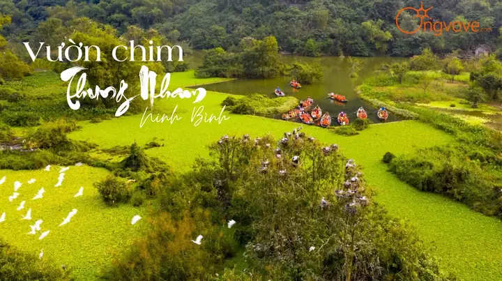 Vườn Chim Thượng Nham Ninh Bình – Hướng Dẫn Chi Tiết Khám Phá Thiên Đường Chim Hoang Dã Vườn Chim Thượng Nham Ninh Bình – Hướng Dẫn Chi Tiết Khám Phá Thiên Đường Chim Hoang Dã