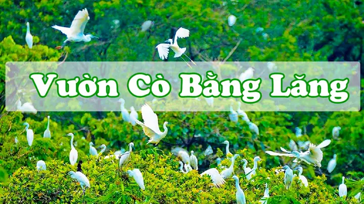 Vườn Cò Bằng Lăng – Cần Thơ: Tổng Quan Về Địa Danh Du Lịch Sinh Thái Đặc Sắc Vườn Cò Bằng Lăng – Cần Thơ: Tổng Quan Về Địa Danh Du Lịch Sinh Thái Đặc Sắc